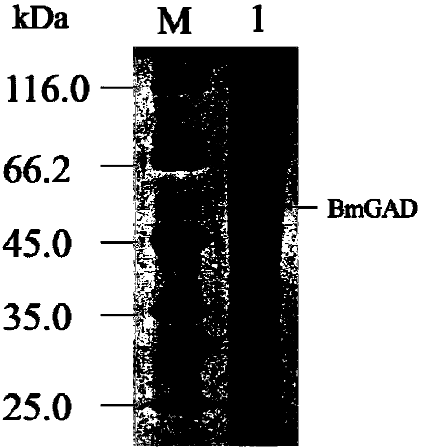 Method for producing gamma-aminobutyric acid by whole cell transformation method