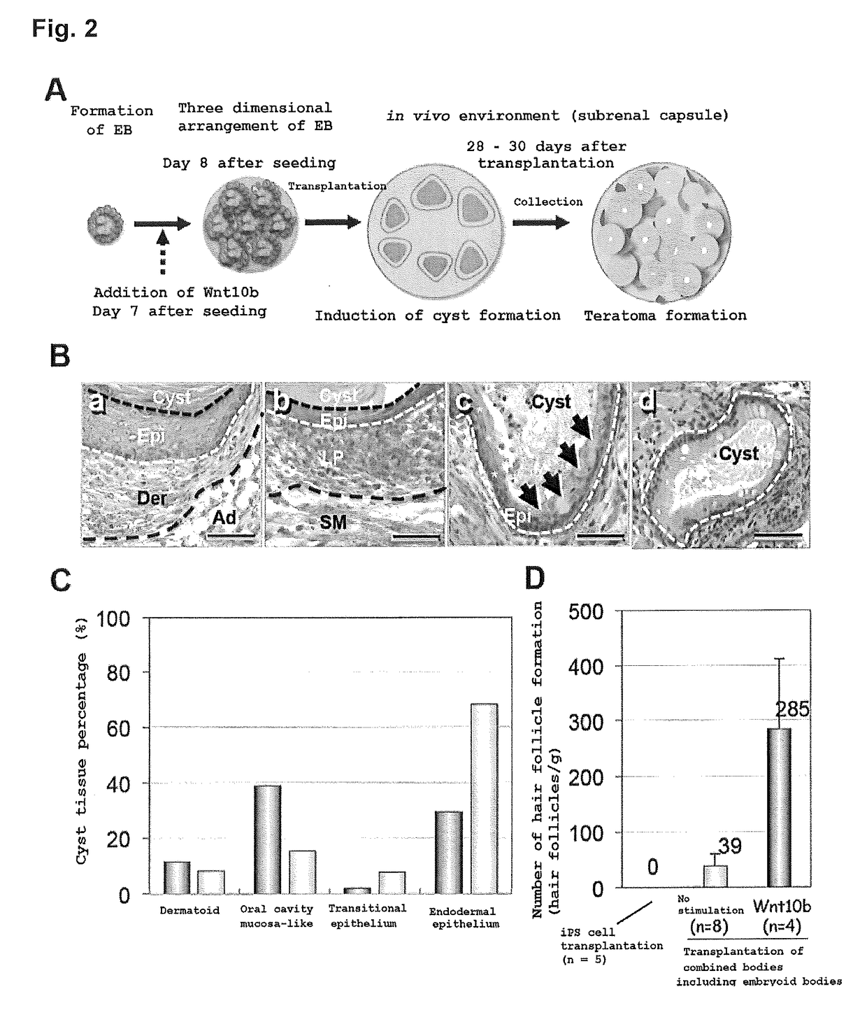 Method of producing full thickness skin having skin accessory organs