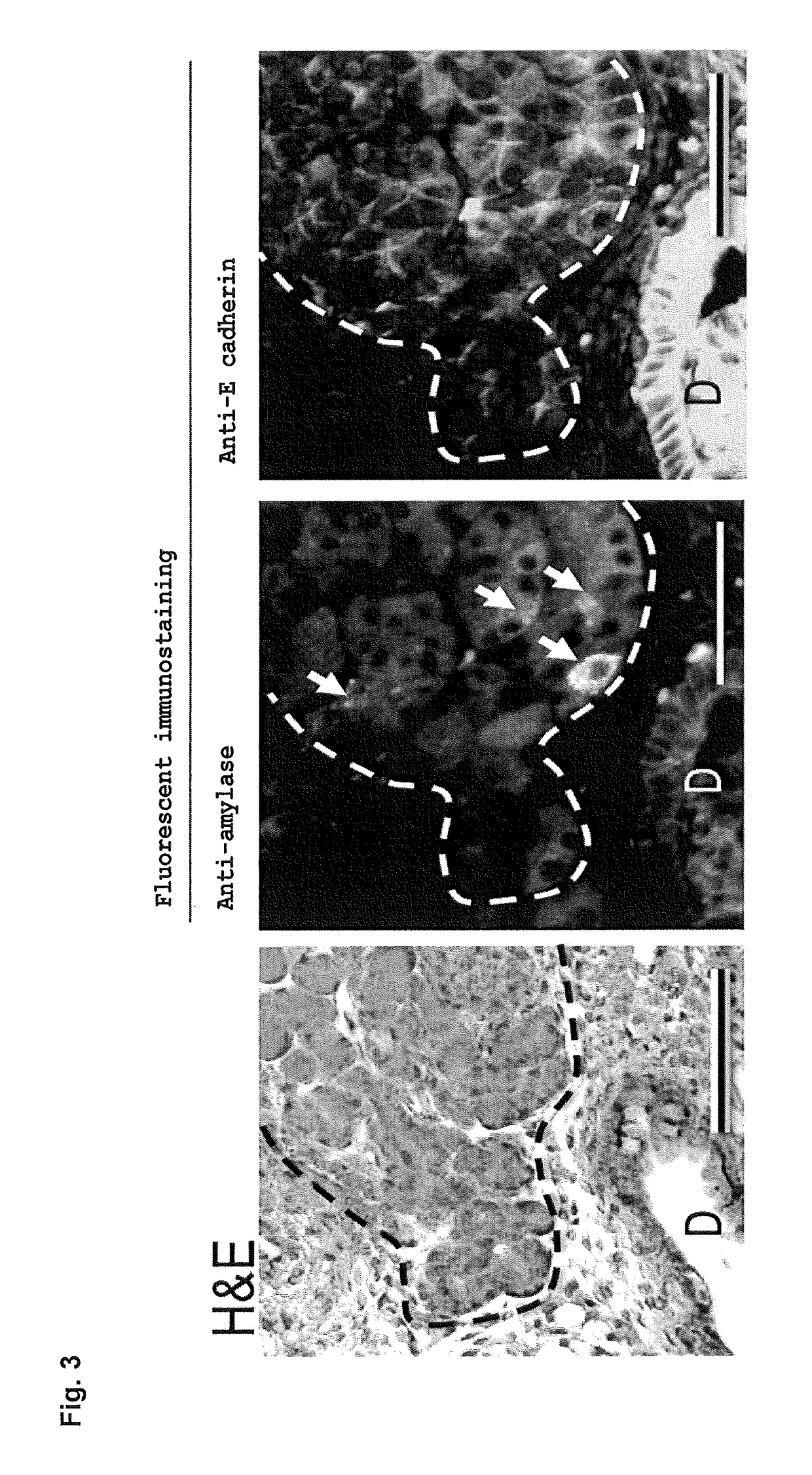 Method of producing full thickness skin having skin accessory organs