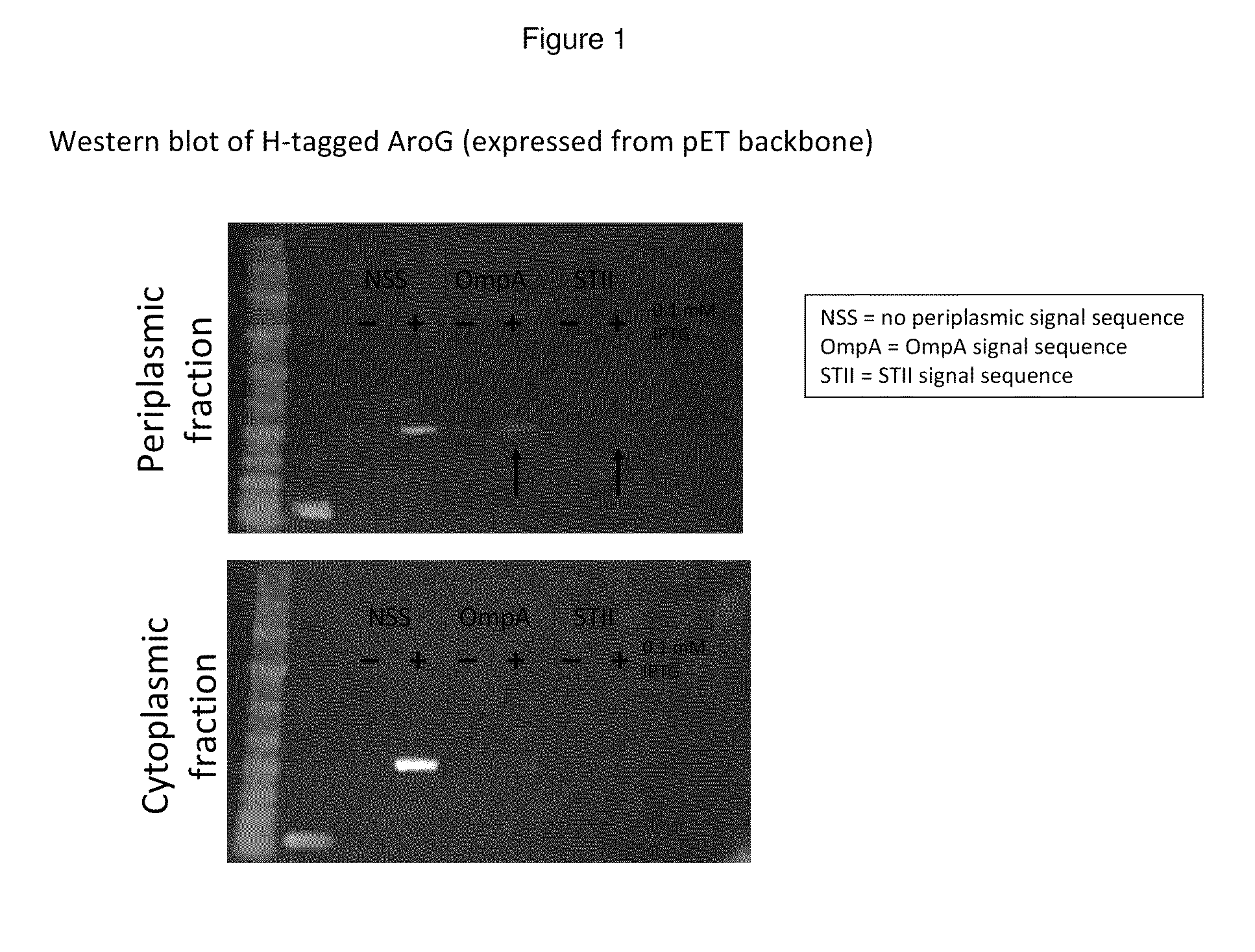 Methods for control of flux in metabolic pathways through enzyme relocation