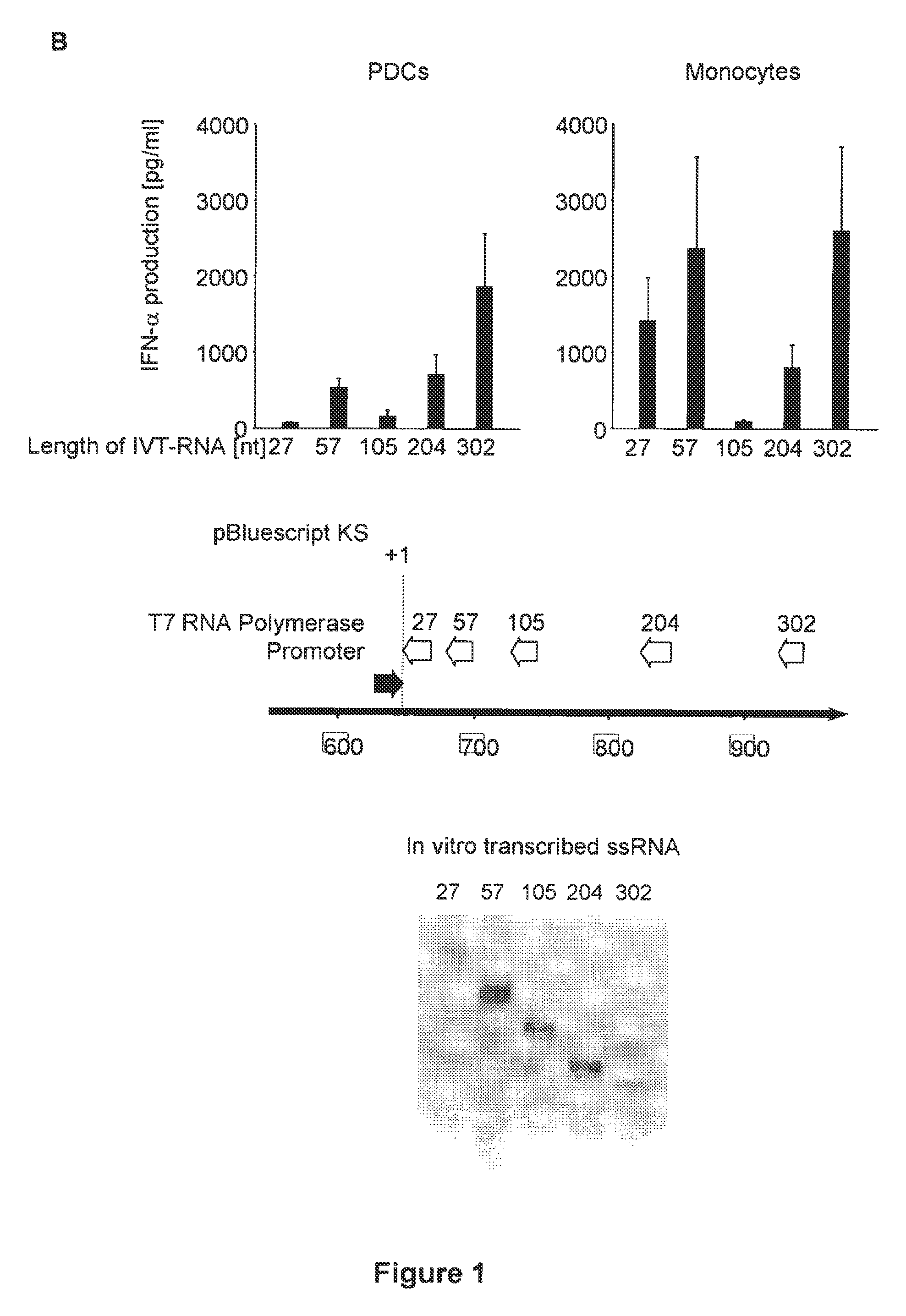 Structure and use of 5' phosphate oligonucleotides