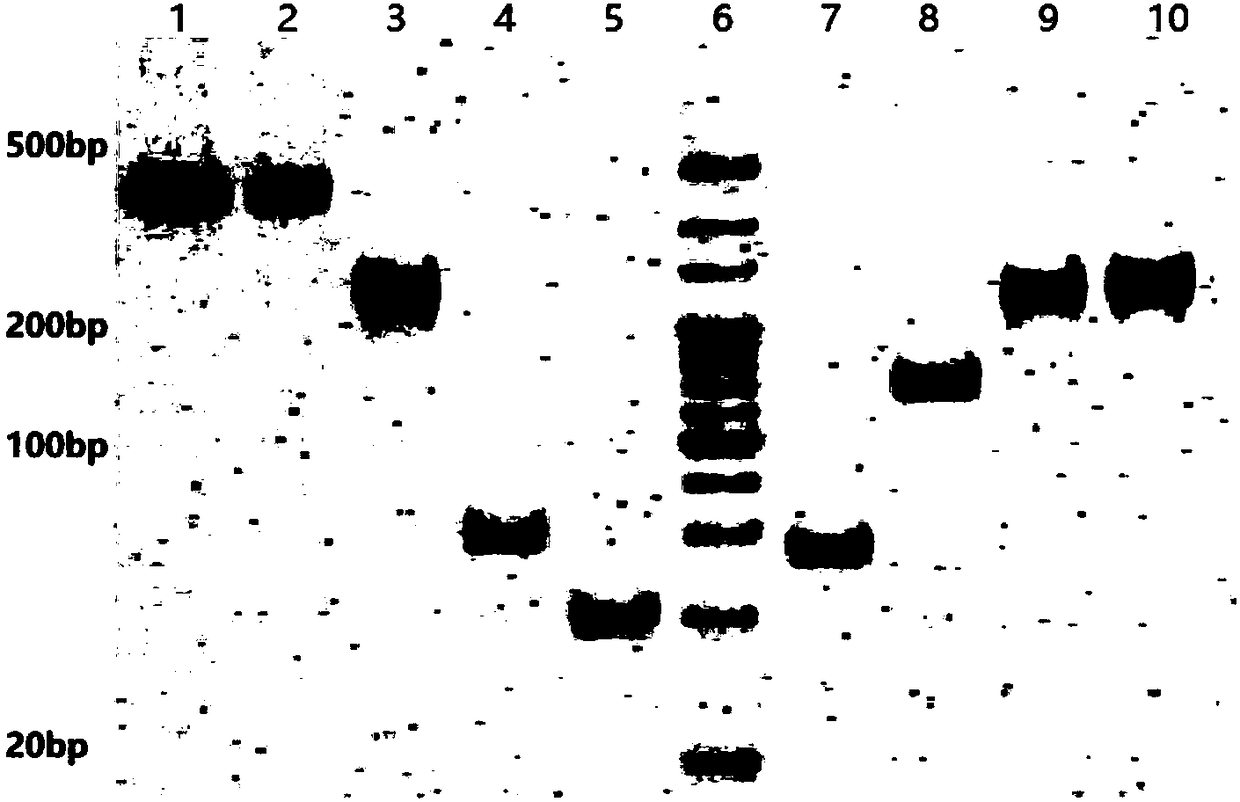 AsPNA (antisense peptide nucleic acid)-TDN (tetrahedral DNA nanostructure) carrier compound as well as preparation method and application thereof