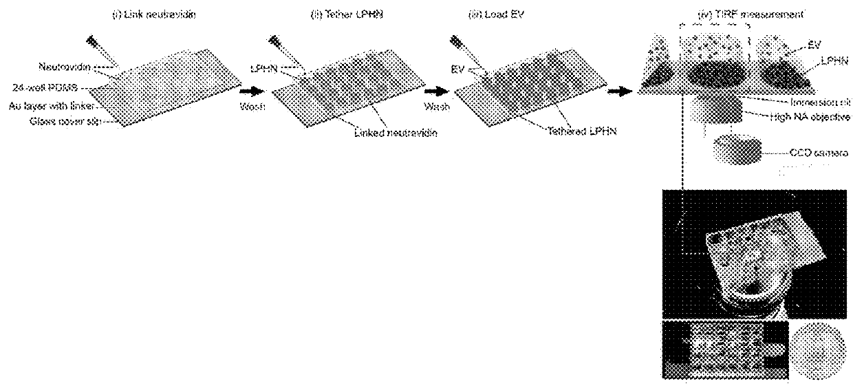 Lipid-polymer Hybrid Nanoparticle Biochip and Application Thereof