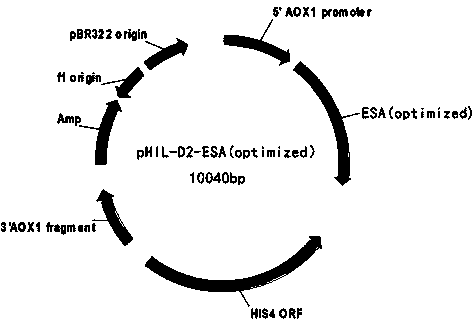 Recombinant equine serum albumin, and preparation method and application thereof