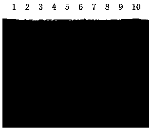 Recombinant equine serum albumin, and preparation method and application thereof