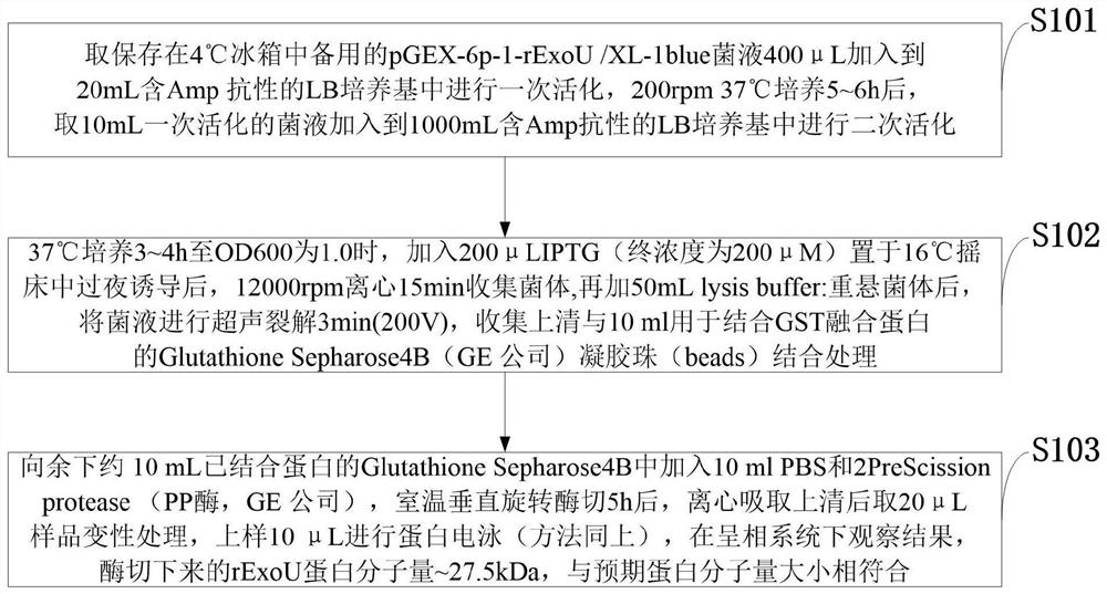 A kind of recombinant protein rexou of Pseudomonas aeruginosa vaccine and its preparation method