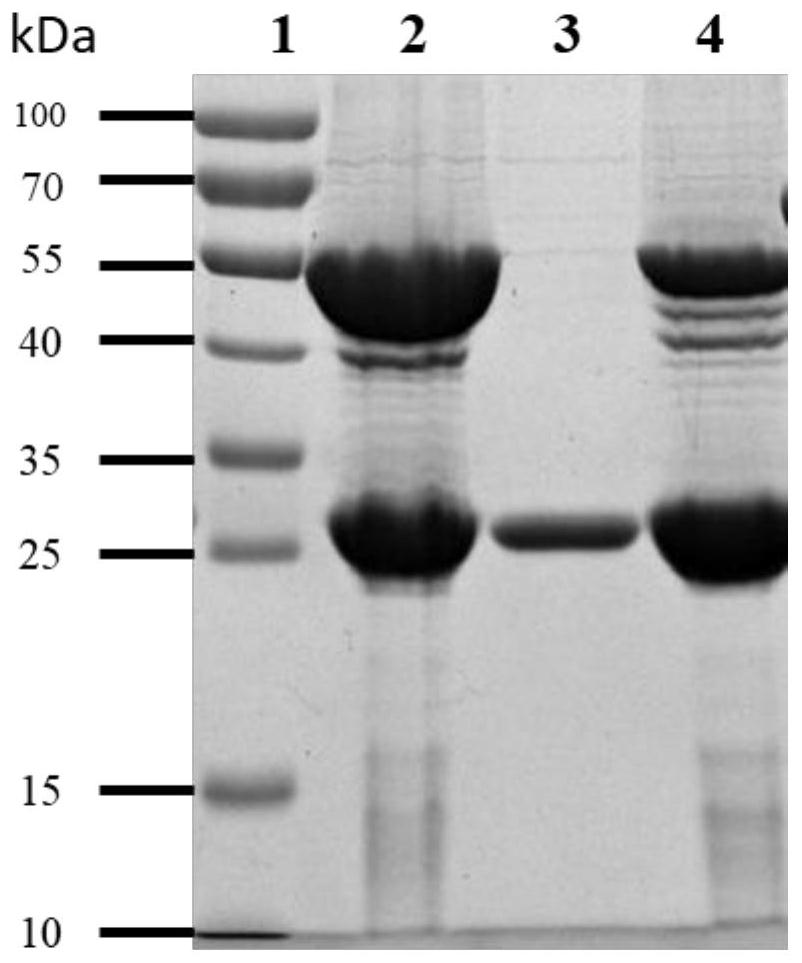 A kind of recombinant protein rexou of Pseudomonas aeruginosa vaccine and its preparation method