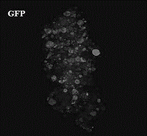 Immunofluorescence staining method for suspension cells