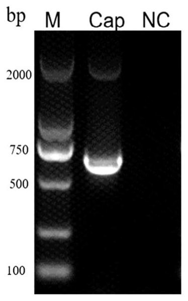 PCV3 Cap protein epitope peptide, anti-PCV3 Cap protein monoclonal antibody, and preparation method and application thereof