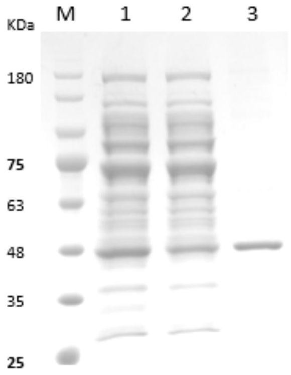 PCV3 Cap protein epitope peptide, anti-PCV3 Cap protein monoclonal antibody, and preparation method and application thereof