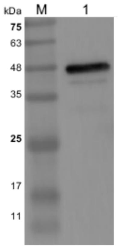 PCV3 Cap protein epitope peptide, anti-PCV3 Cap protein monoclonal antibody, and preparation method and application thereof