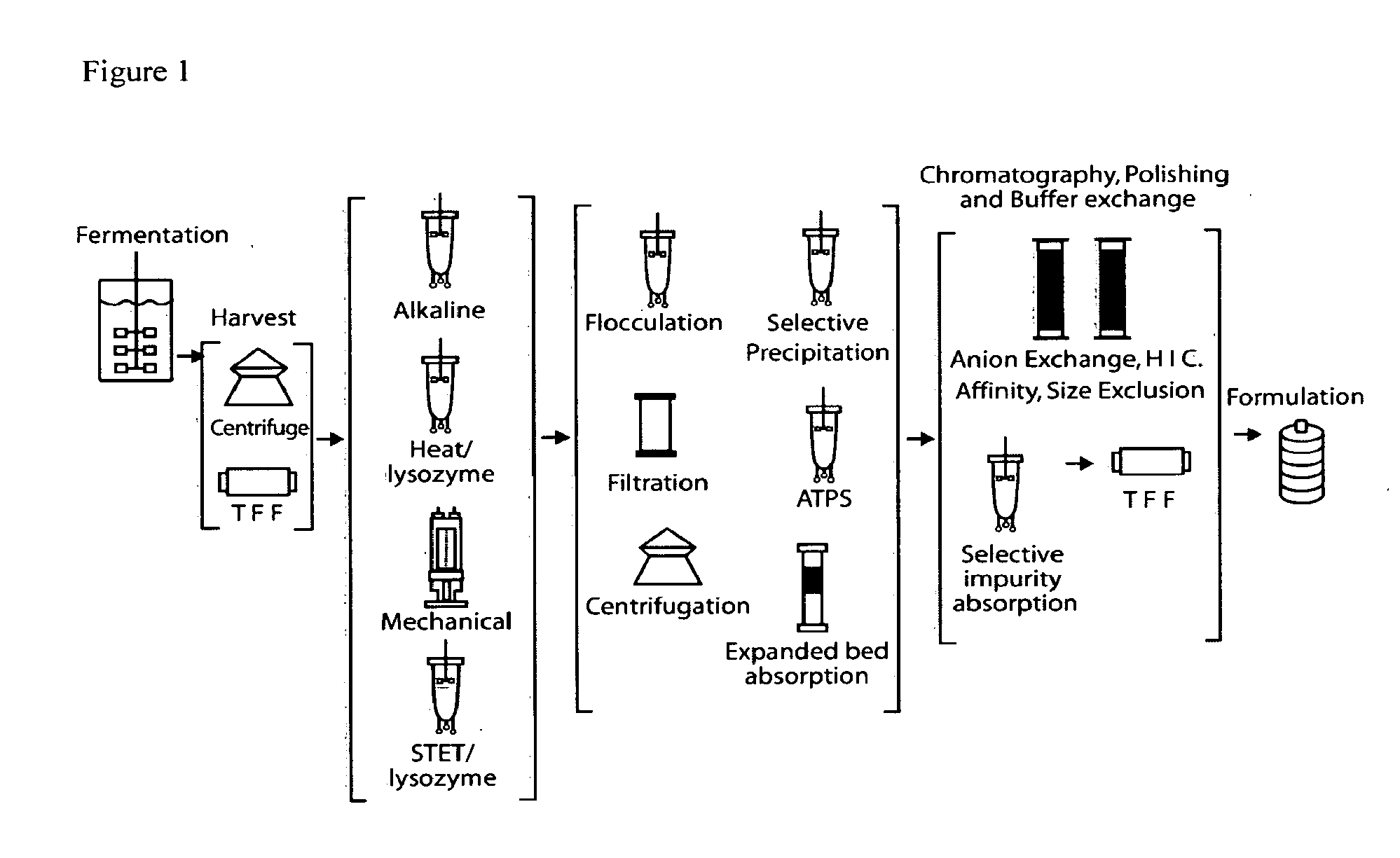 E. coli plasmid DNA production