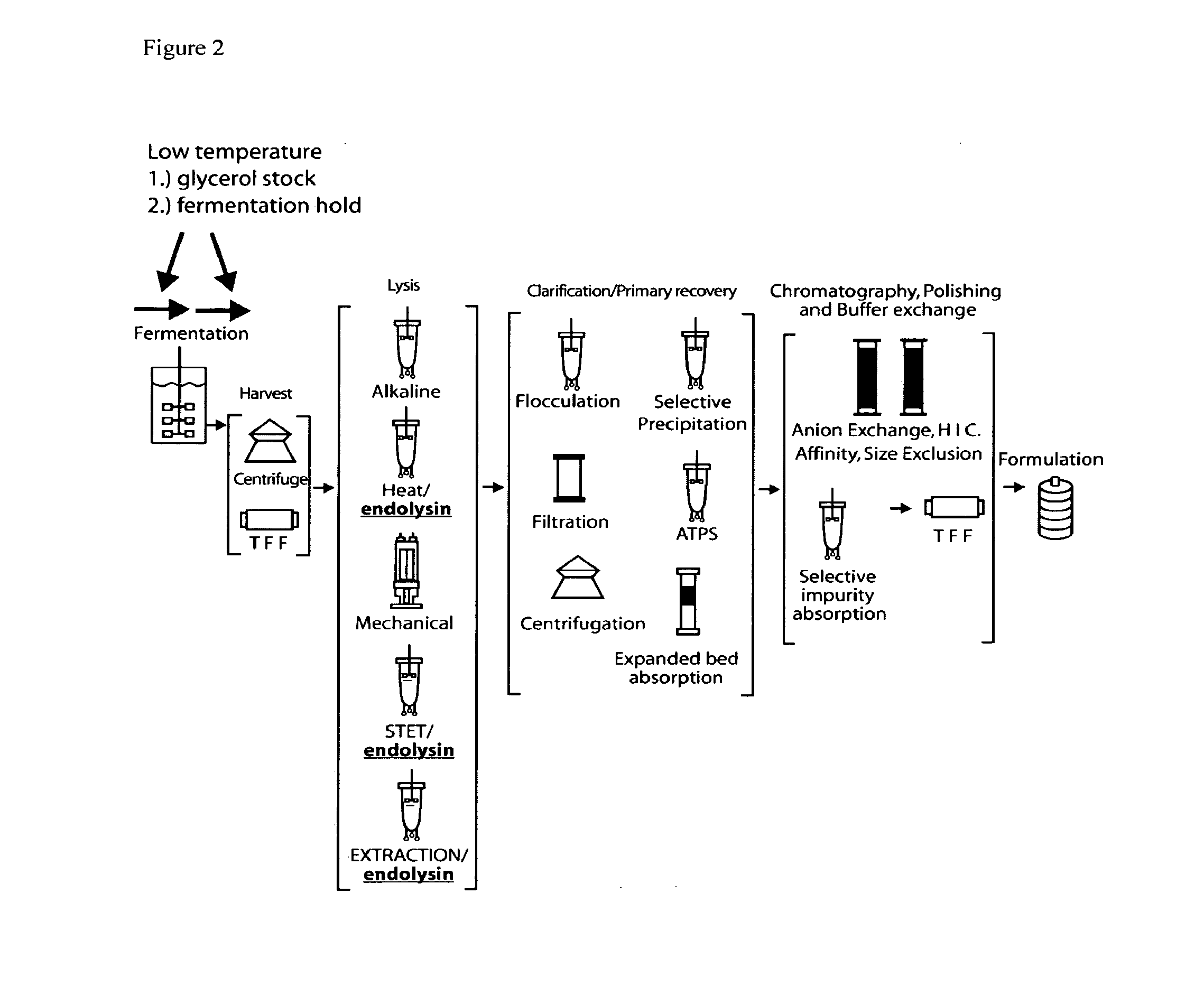 E. coli plasmid DNA production