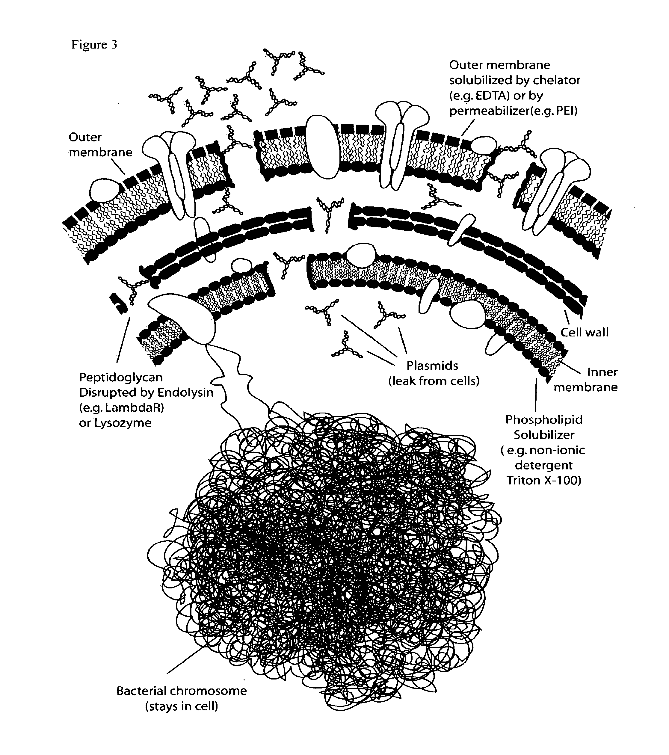 E. coli plasmid DNA production