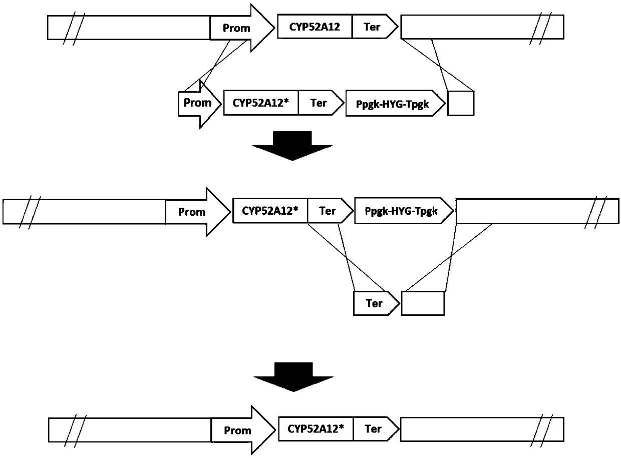 Directed evolution of CYP52A12 gene and application of gene in production of binaryacid