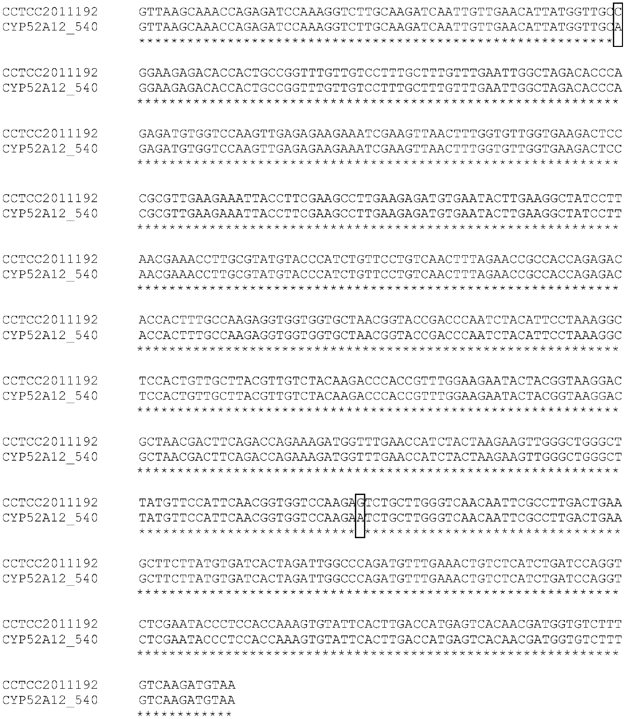 Directed evolution of CYP52A12 gene and application of gene in production of binaryacid