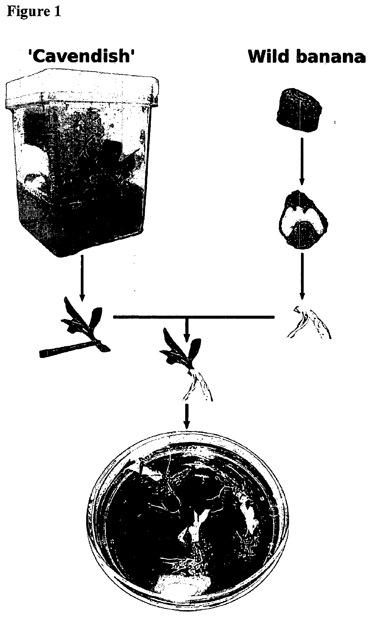 Perennial monocotyledon grafting