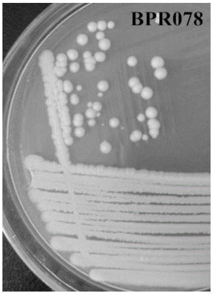 Growth-promoting rhizosphere Bacillus aryabhattai special for blueberries and application of growth-promoting rhizosphere Bacillus aryabhattai