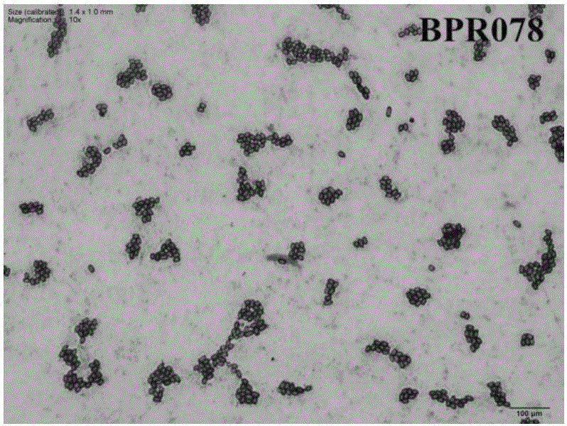 Growth-promoting rhizosphere Bacillus aryabhattai special for blueberries and application of growth-promoting rhizosphere Bacillus aryabhattai