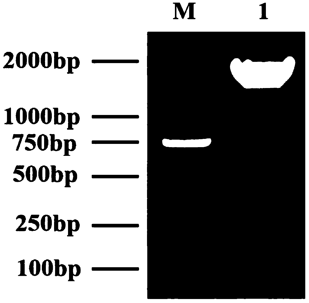 A Fluorescent Identification Method for Transfer of mRNA Molecules Between Plant Roots and Ears