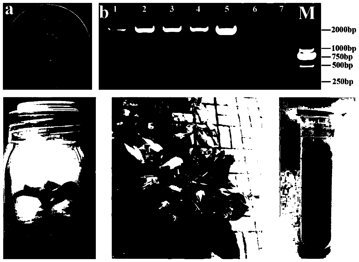 A Fluorescent Identification Method for Transfer of mRNA Molecules Between Plant Roots and Ears