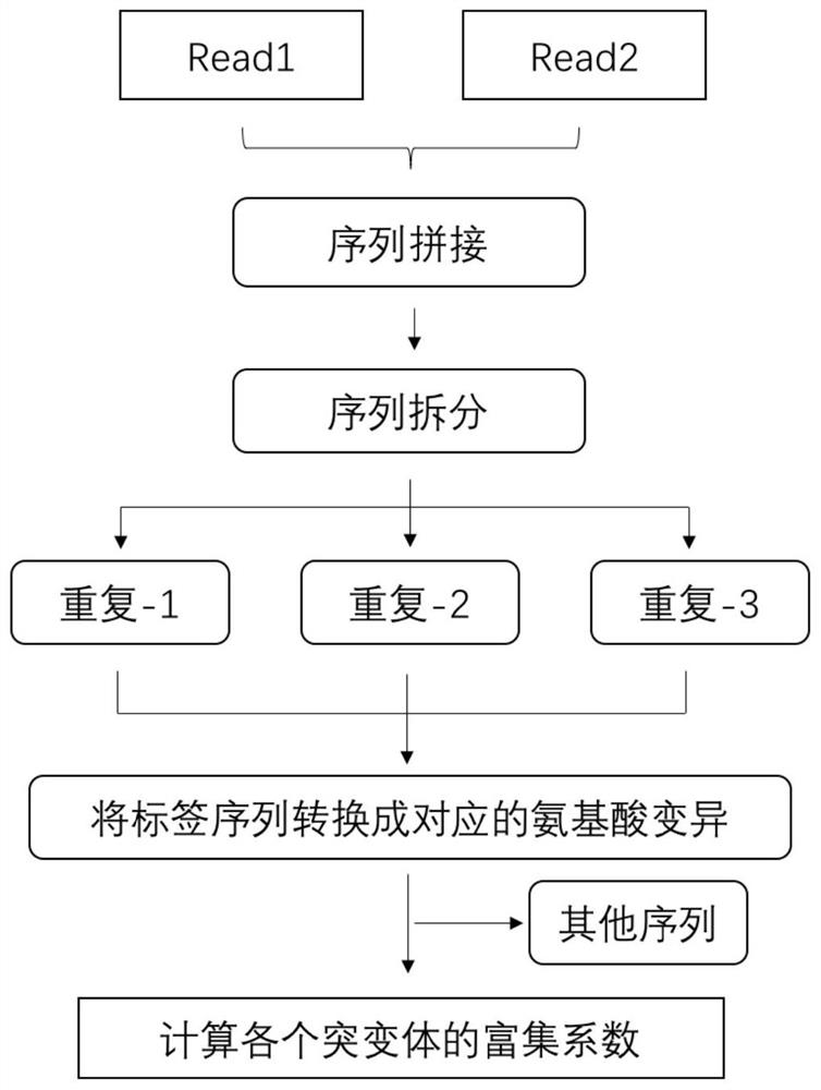 Human EGFR gene missense mutation molecular marker and application thereof in predicting drug resistance of targeted inhibitor