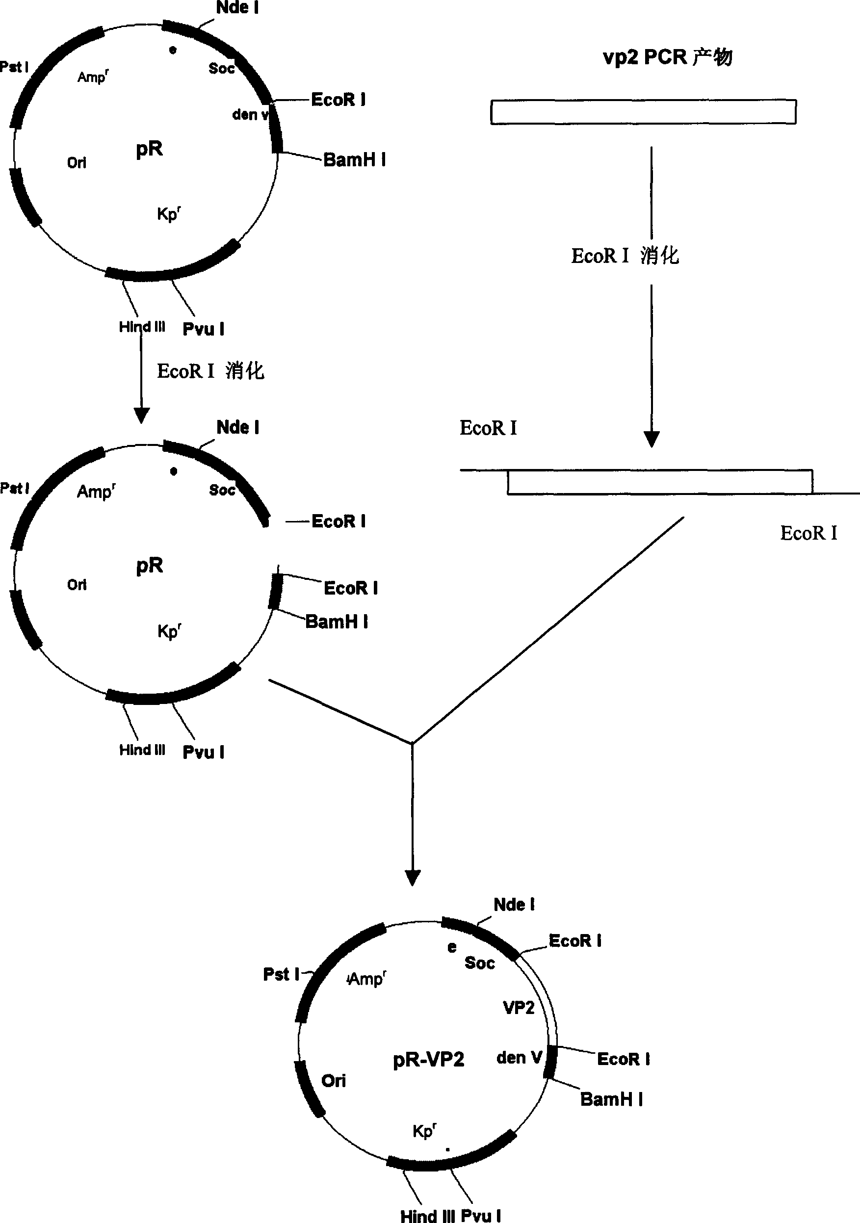 Structure of recombined T4 bacteriophage of expression infectious cysticercosis virus VP2 protein and its use