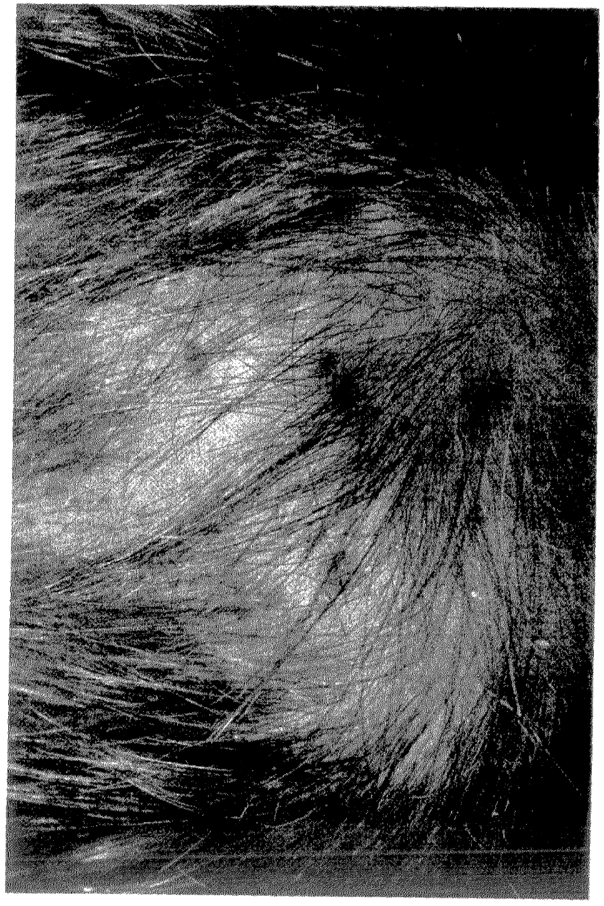 Composition comprising resveratrol and melatonin for reducing hair loss and/or increasing hair regrowth