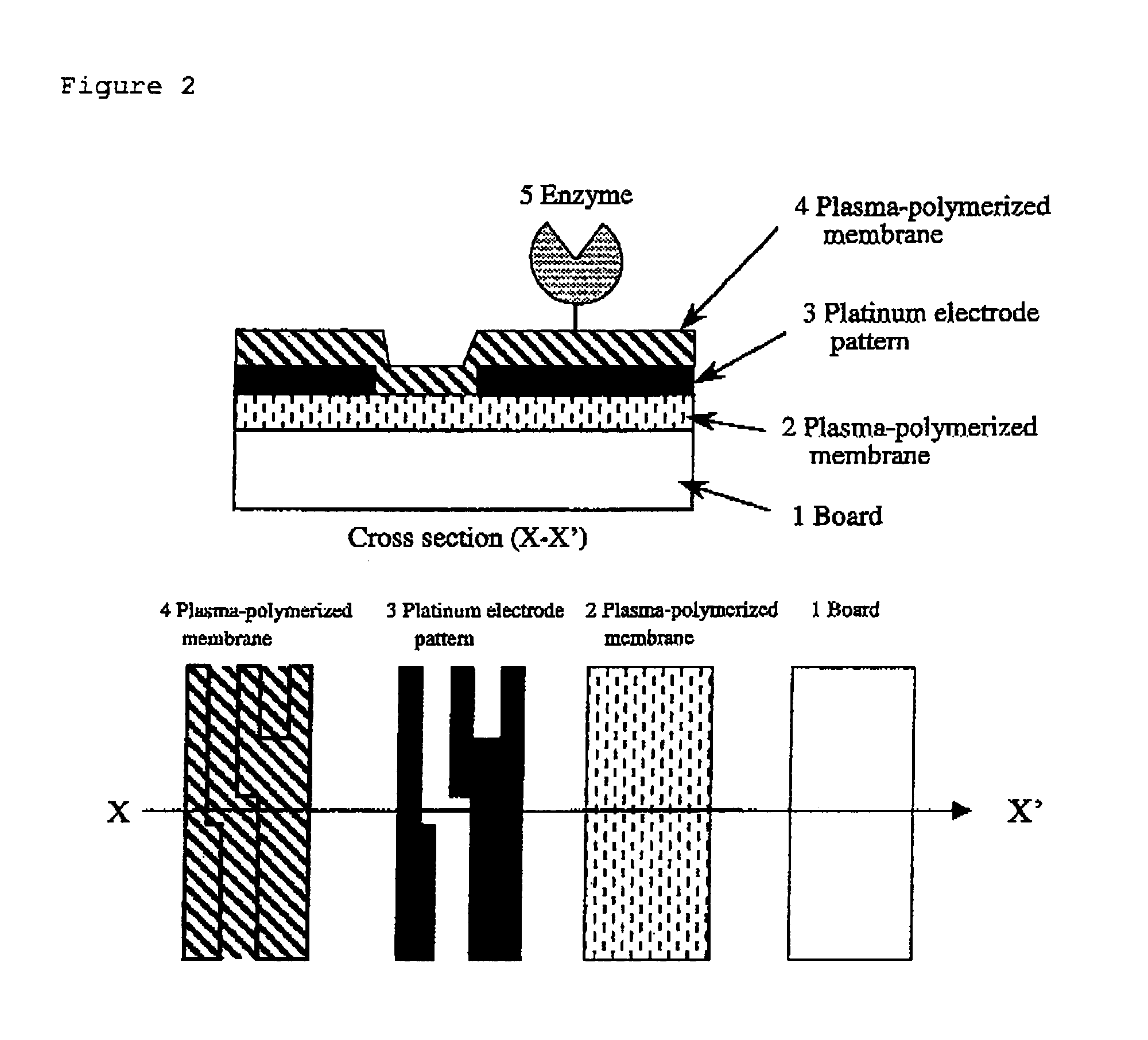 Biosensor