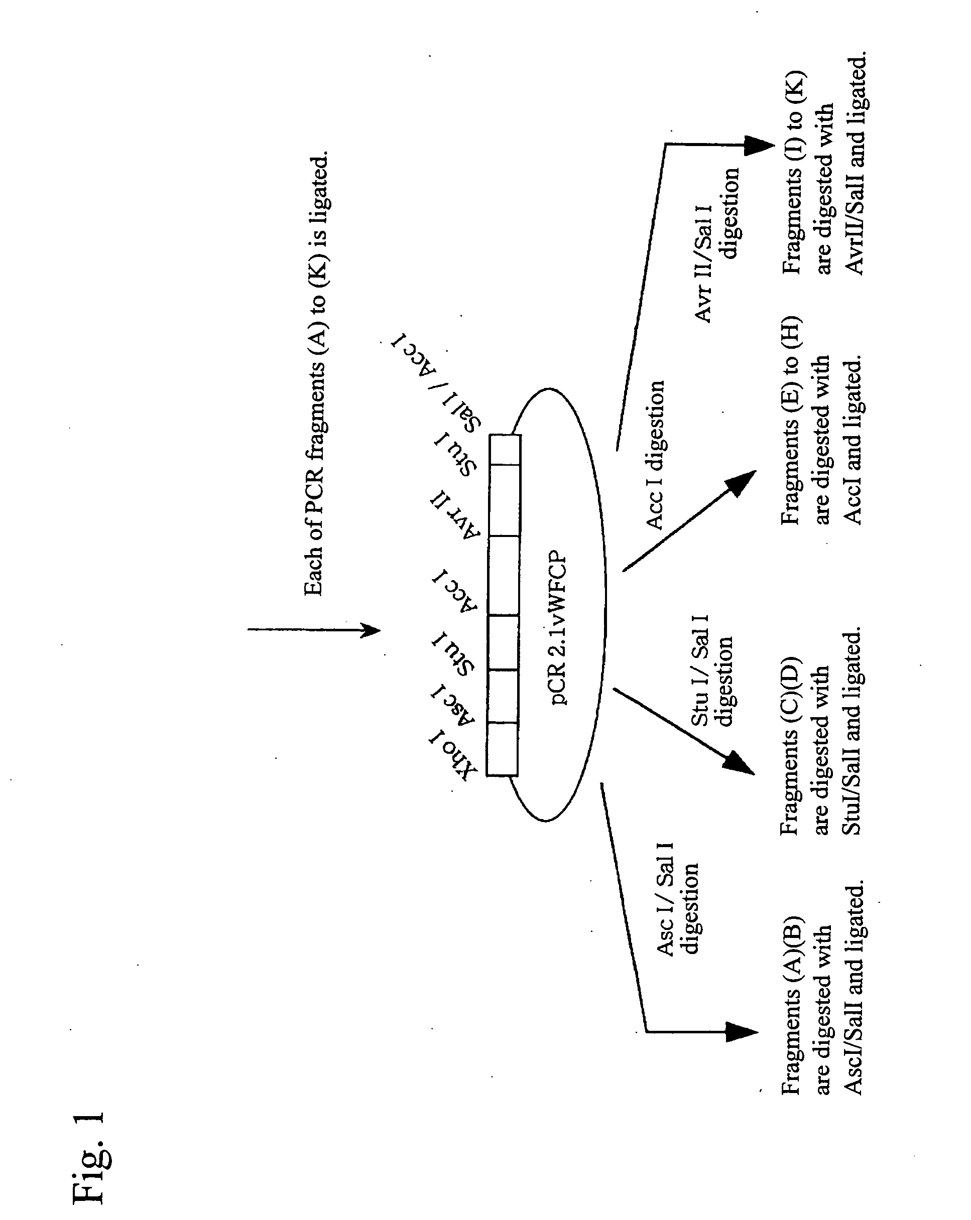 Antibody against enzyme specifically cleaving von villebrand factor and assay system using the same