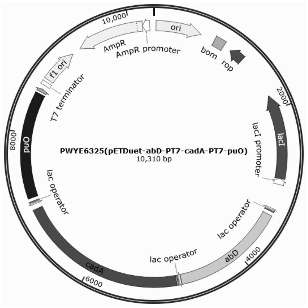 Engineering bacterium for whole-cell catalytic production of 5-aminopentanoic acid and preparation method of 5-aminopentanoic acid