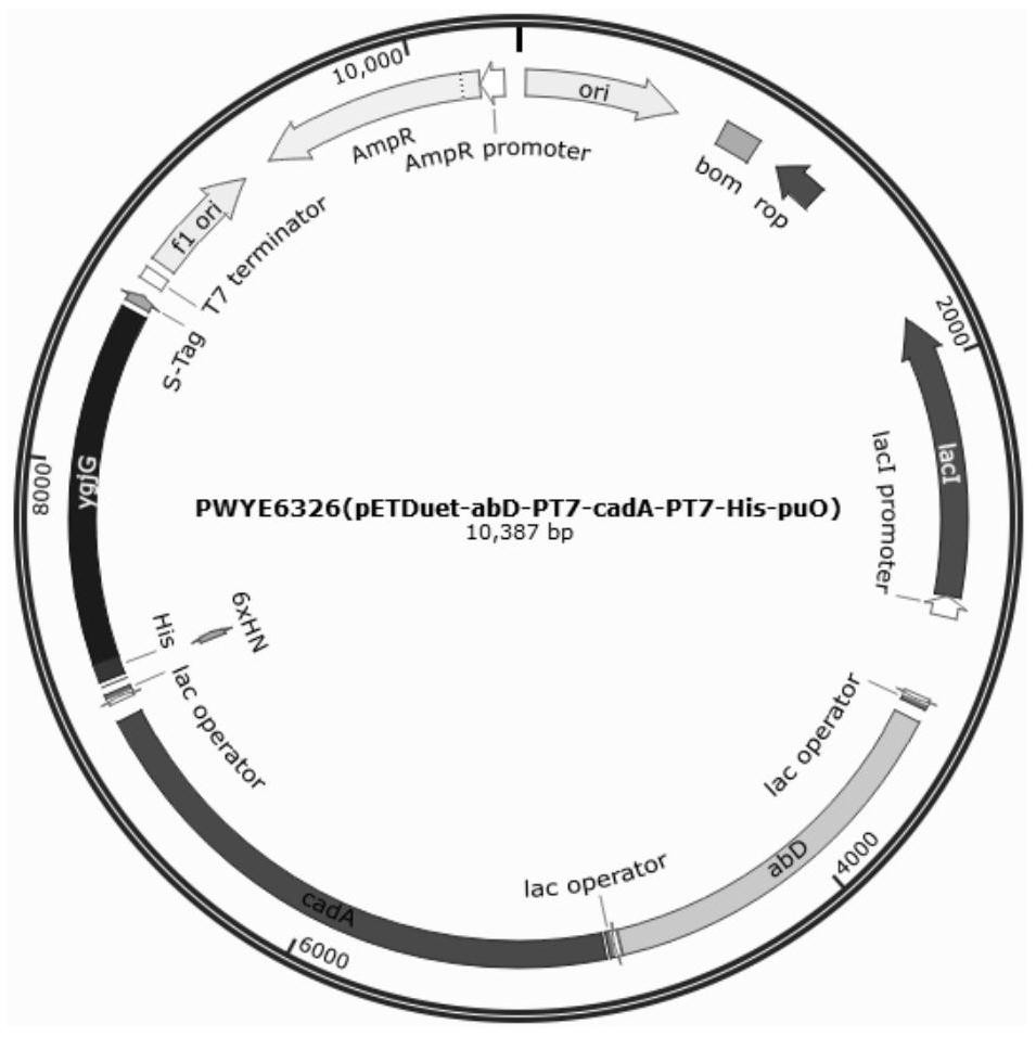 Engineering bacterium for whole-cell catalytic production of 5-aminopentanoic acid and preparation method of 5-aminopentanoic acid