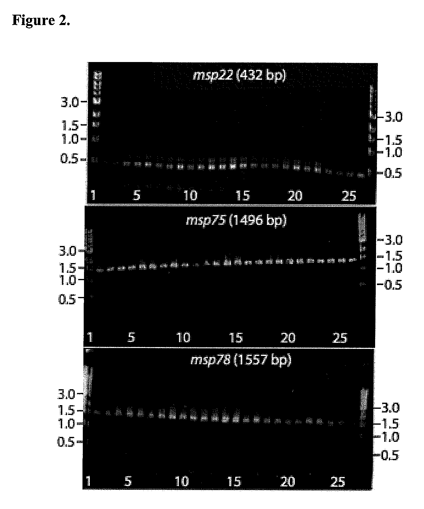 Method for stimulating immune response against  moraxella catarrhalis