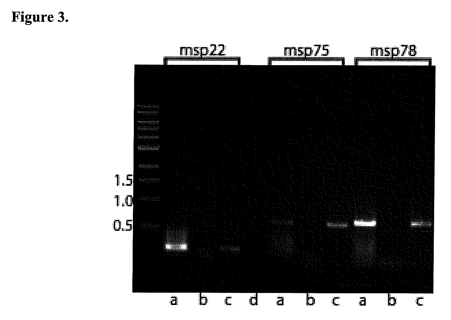 Method for stimulating immune response against  moraxella catarrhalis