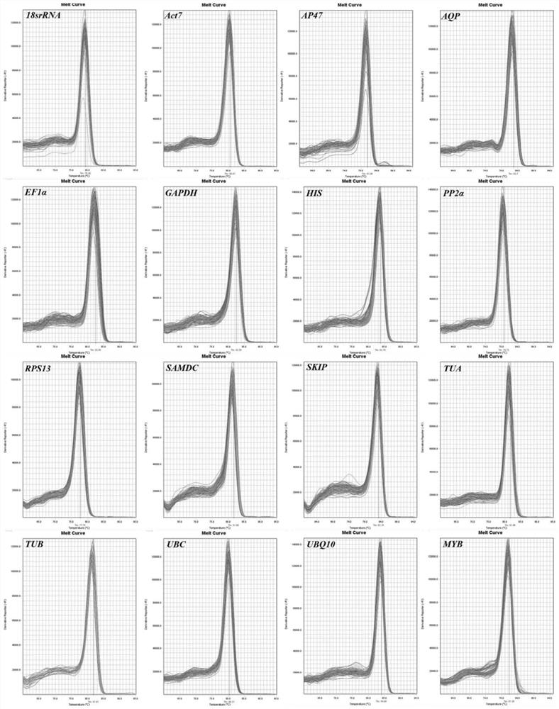 Real-time quantitative PCR reference gene of tilia miqueliana under different tissues and stress treatment conditions as well as screening method and application of real-time quantitative PCR reference gene