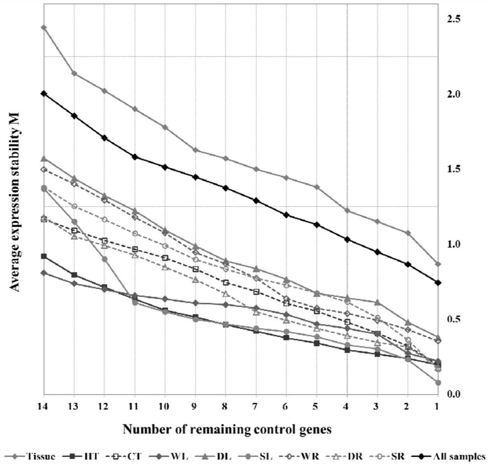 Real-time quantitative PCR reference gene of tilia miqueliana under different tissues and stress treatment conditions as well as screening method and application of real-time quantitative PCR reference gene