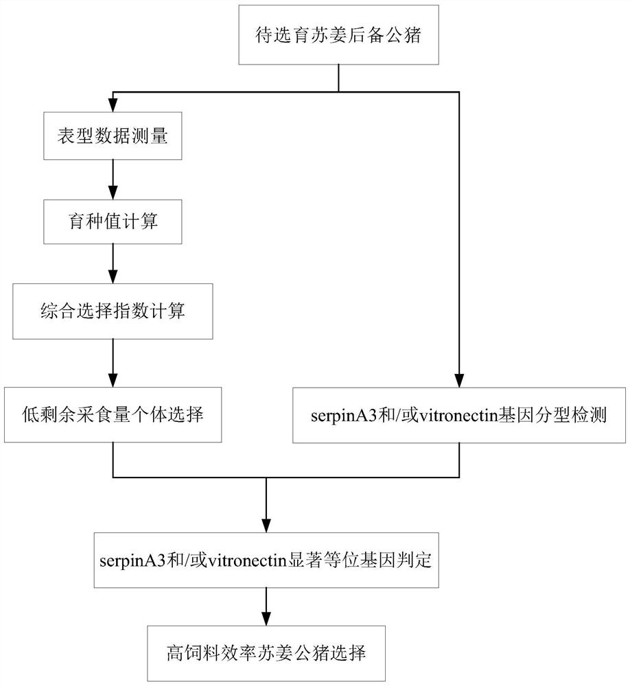 Application of serpina3 and vitaminectin genes in the breeding of Sujiang boars and their breeding methods