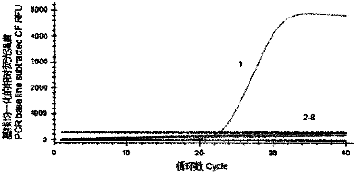 Real-time fluorescent quantitative PCR method for detecting canine mycoplasmas