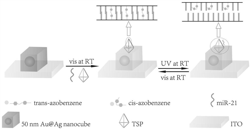 Biosensor as well as preparation method and application