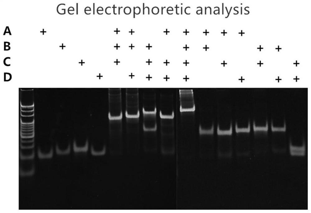 Biosensor as well as preparation method and application