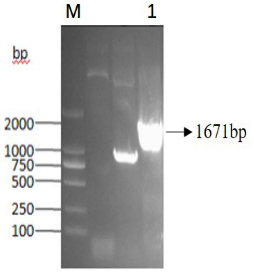 A construction and expression method for co-expressing foreign proteins of baculovirus by using multi-copy genes