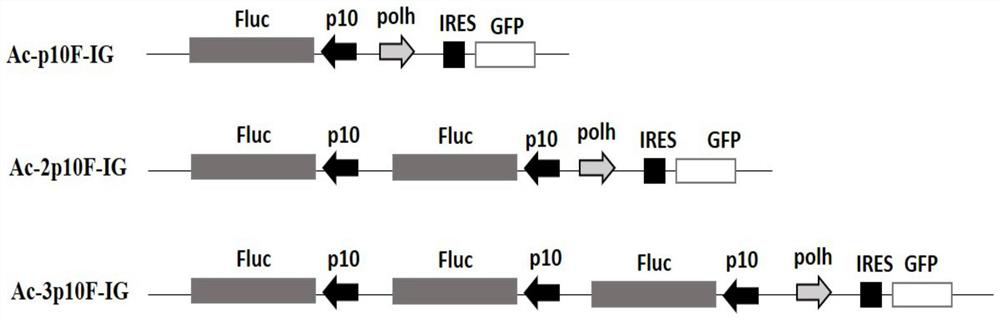 A construction and expression method for co-expressing foreign proteins of baculovirus by using multi-copy genes