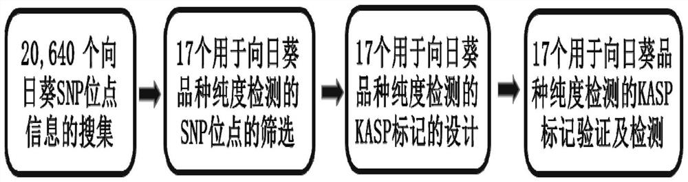 Set of SNP molecular markers for detecting purity of sunflower variety and use of set of SNP molecular markers