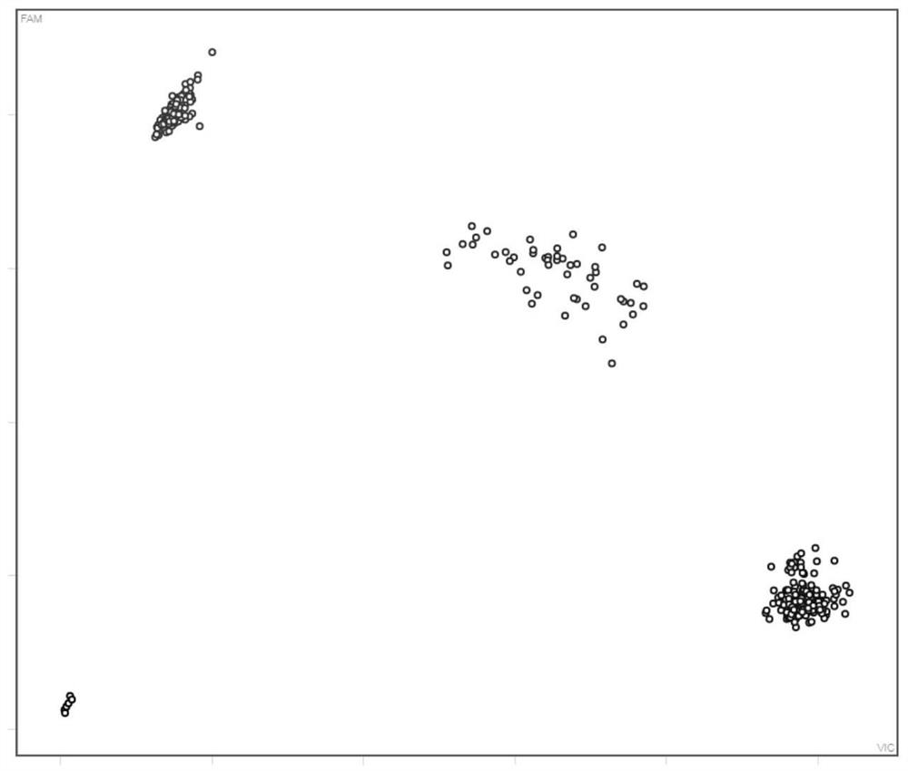 Set of SNP molecular markers for detecting purity of sunflower variety and use of set of SNP molecular markers