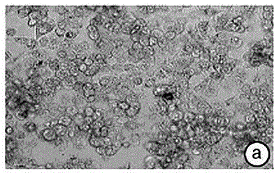 Method for screening effective sites of flavonoid substances in golden camellia acting on nasopharyngeal carcinoma