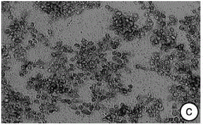 Method for screening effective sites of flavonoid substances in golden camellia acting on nasopharyngeal carcinoma