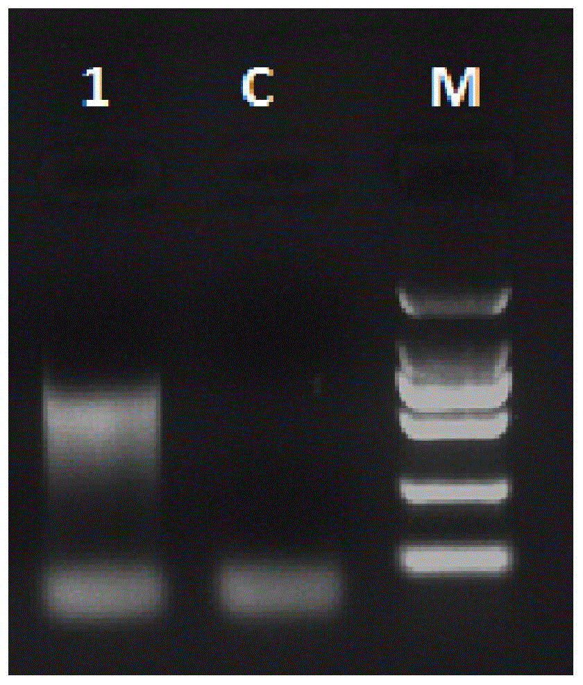 A method for high-throughput development of genomic SSR markers based on magnetic bead enrichment