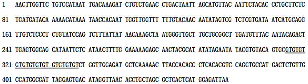 A method for high-throughput development of genomic SSR markers based on magnetic bead enrichment