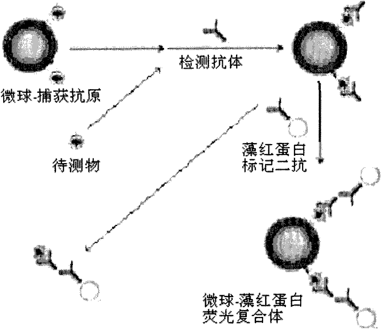 Synchronous and indirect competitive immunological detection method and kit of plural small molecular compounds