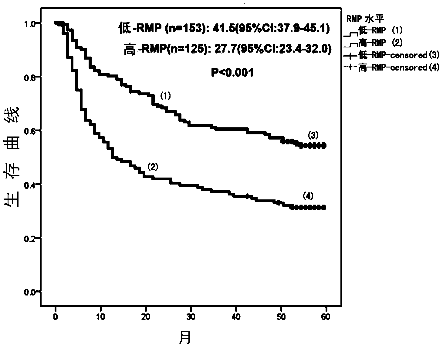 Application of RNA (Ribose Nucleic Acid) polymerase II fifth subunit regulatory protein in preparation of reagent for prognosis of hepatocellular carcinoma or auxiliary TACE (Transcatheter Arterial Chemoembolization)